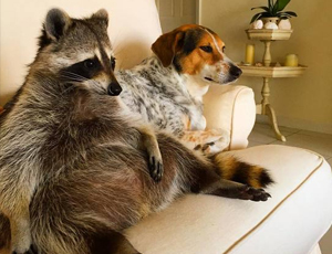 在哪充值安全的获取手机号验证码平台